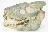 Oreodont (Eporeodon) Skull - South Dakota #217184-1